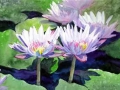 water-lilies-003b